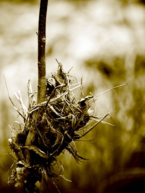 Faery Wintering Nests