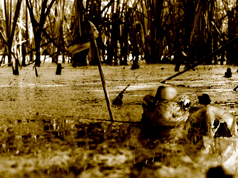 An Amazing Discovery Regarding the Primitive Boggart